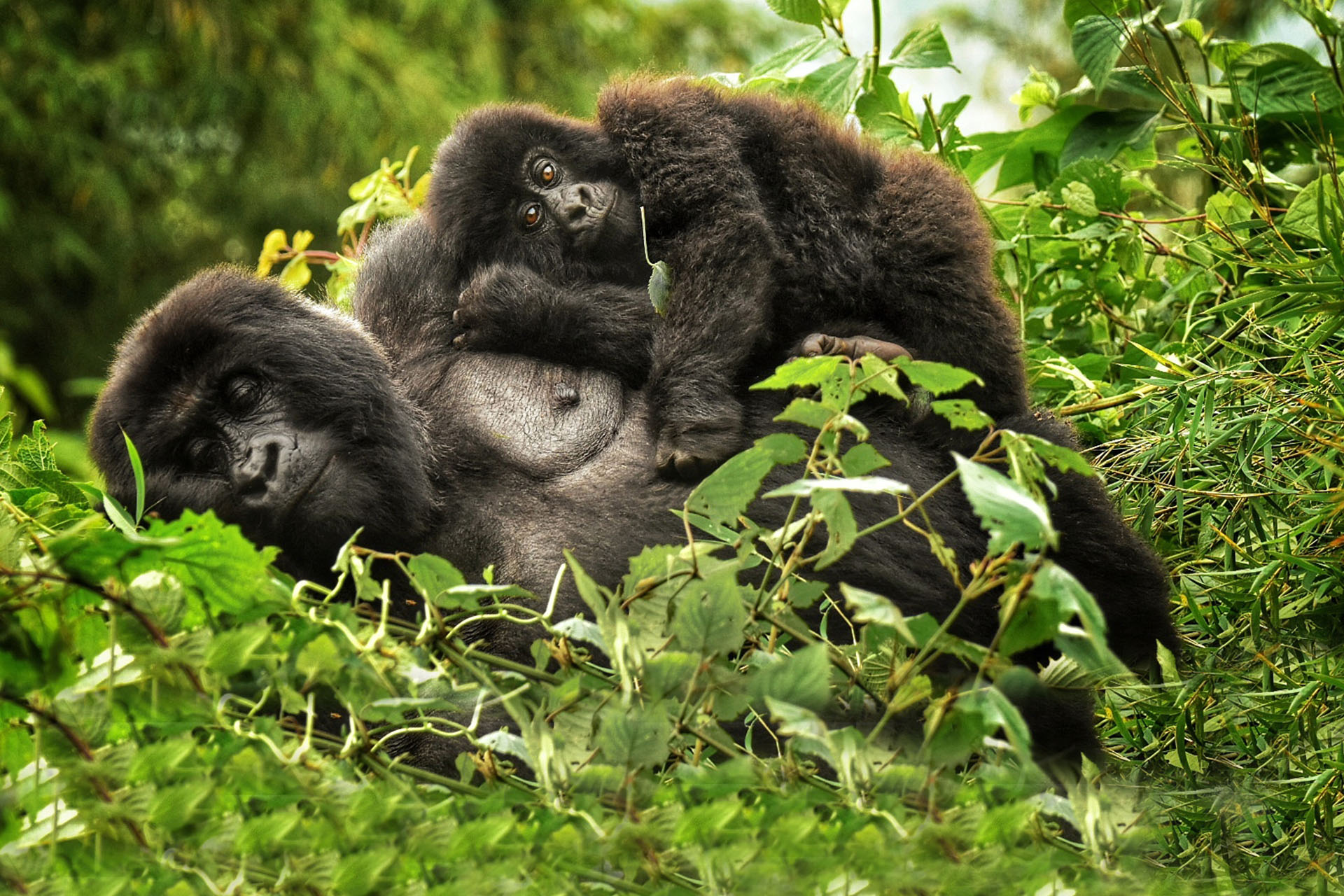 Silverback Gorilla and baby in Volcaoes national Park