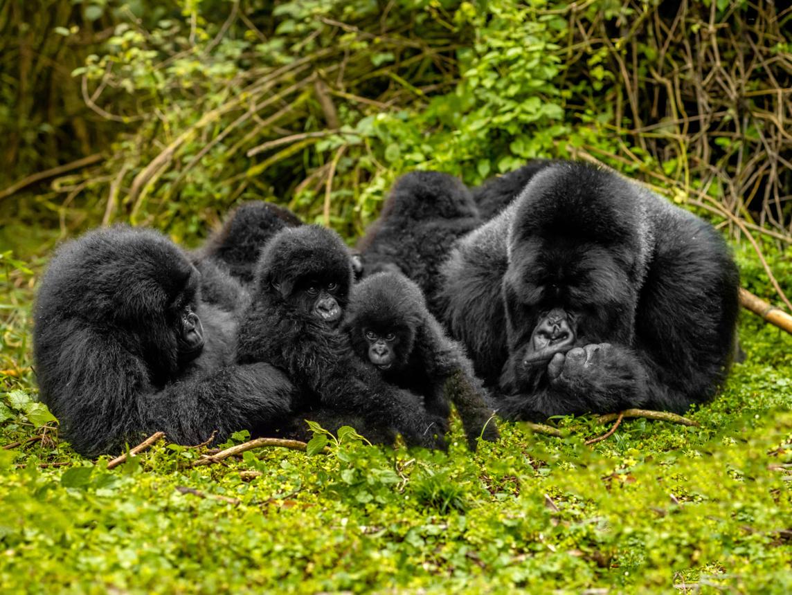 Gorilla Family
