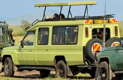 car rental