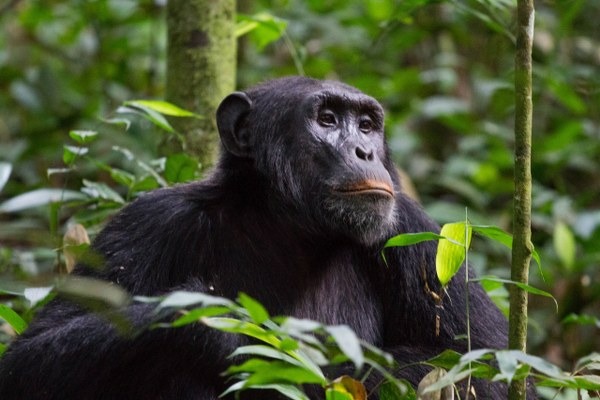 Chimpanzee in The Wild
