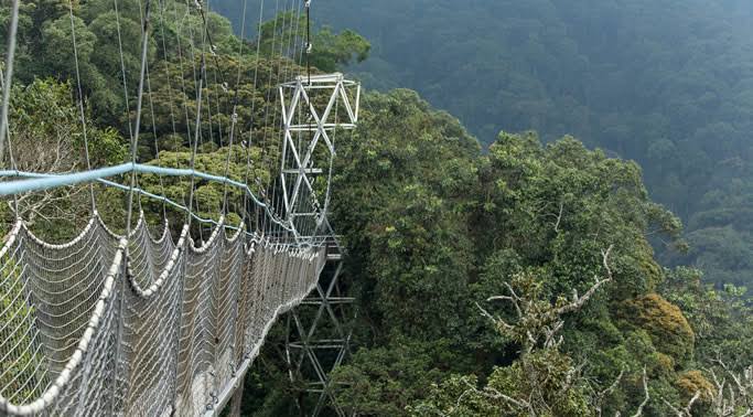 canopy walk