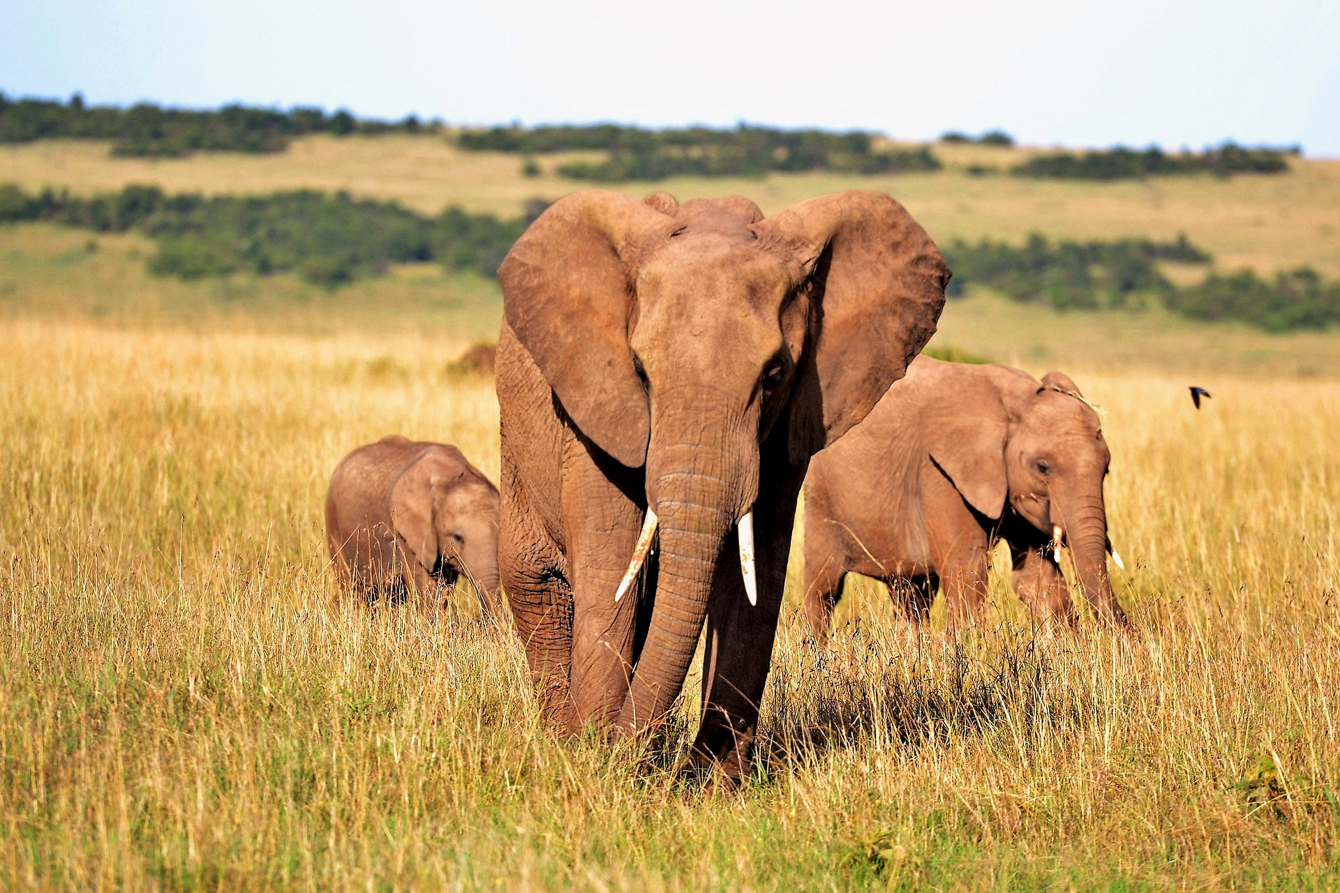elephant fam