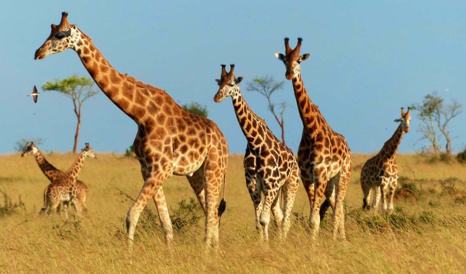 Giraffe spotted in Akagera National Park on Rwanda safari tour by Seek Wild Africa expertly organizing Akagera wildlife safaris and game drives