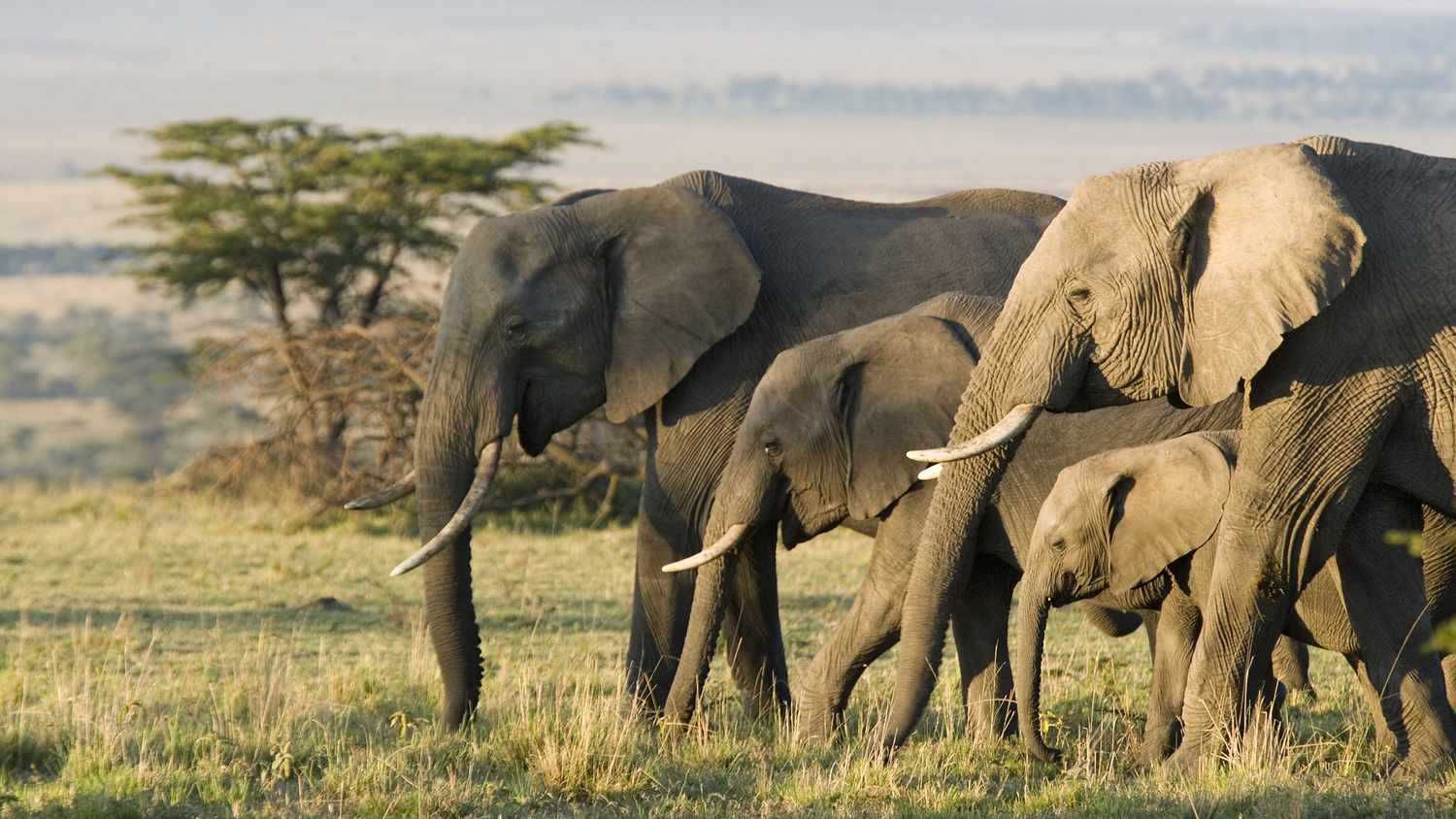 elephants