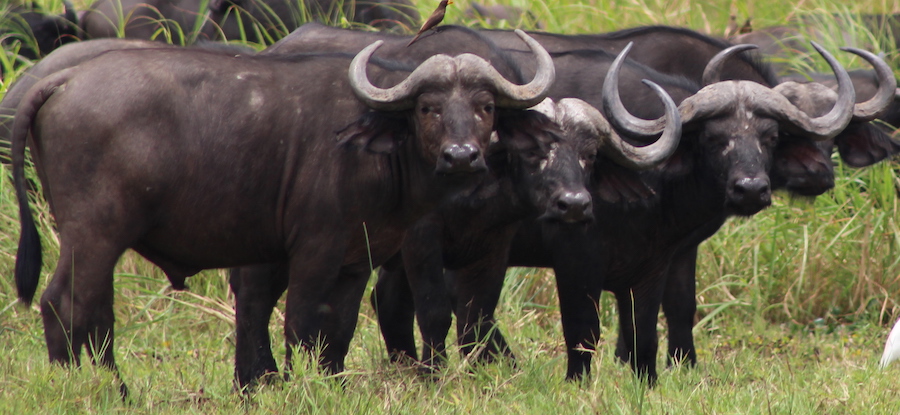 buffalo fam