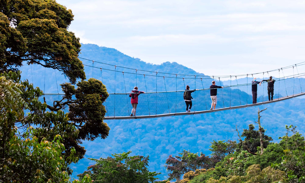 nyungwe canopy