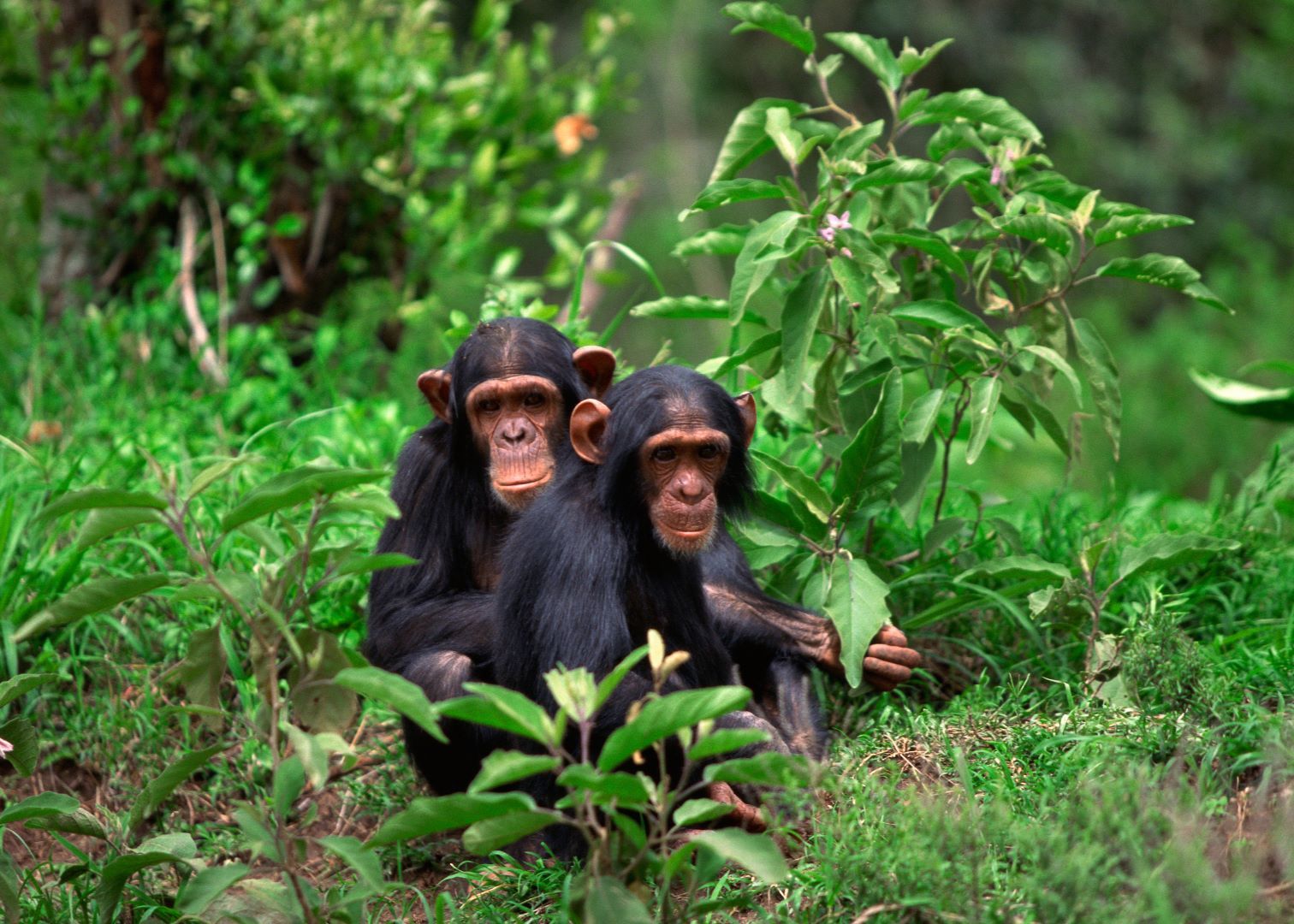 chimpanzee 