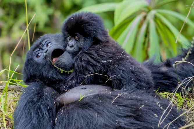 gorilla fam