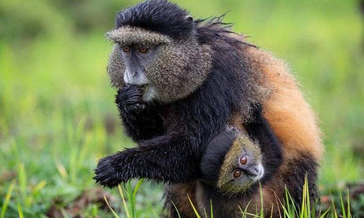 golden monkey