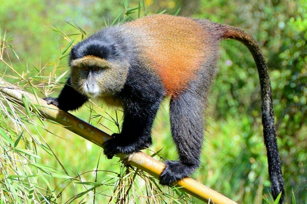 Golden Monkey in Bamboo tree of Volcanoes national Park