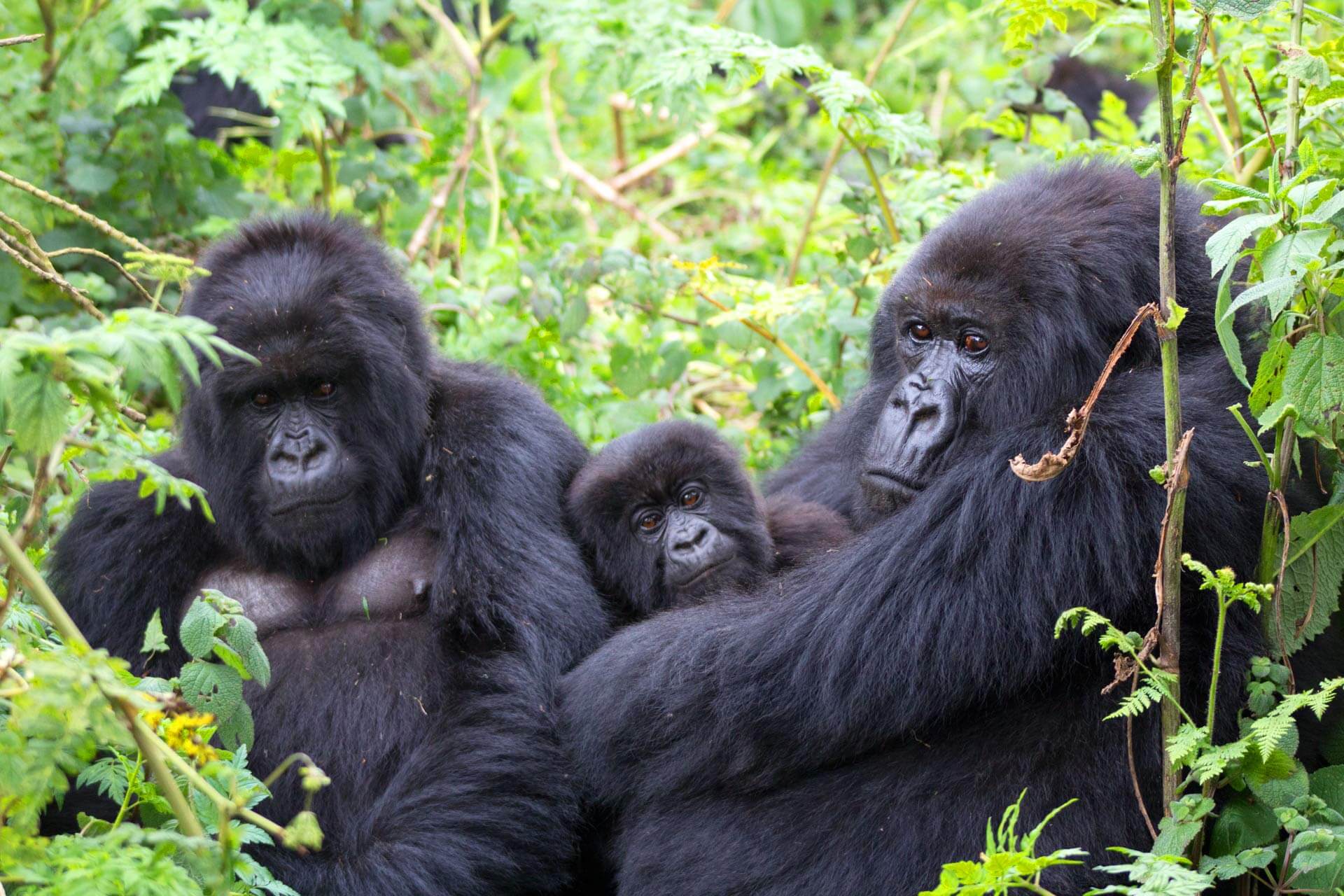 gorilla fam