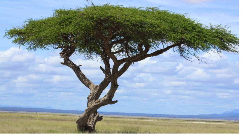 savannah and tree