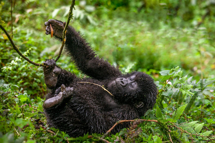 gorilla 