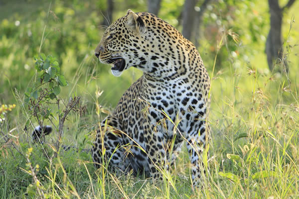 leopard