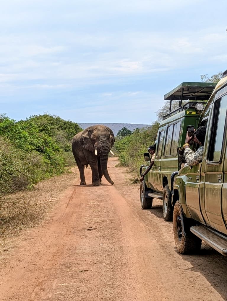 Elephant and tourist