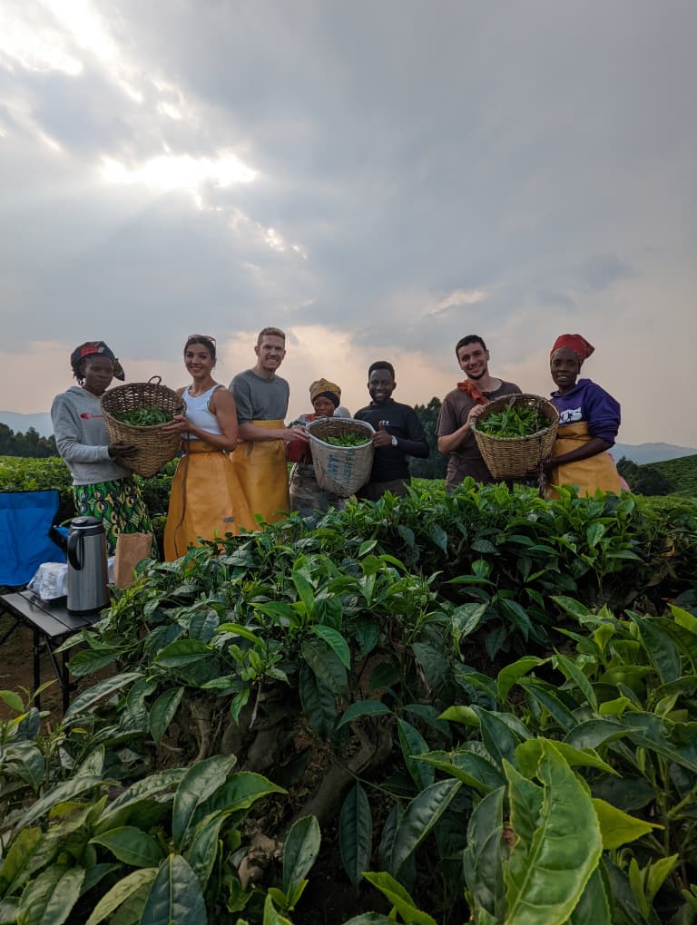Tea Tour in Farm 
