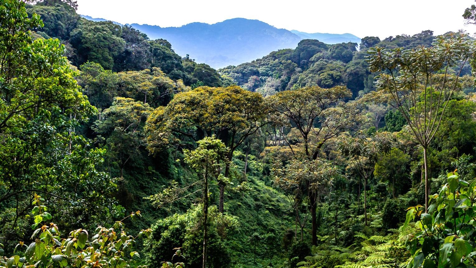 nyungwe forest 