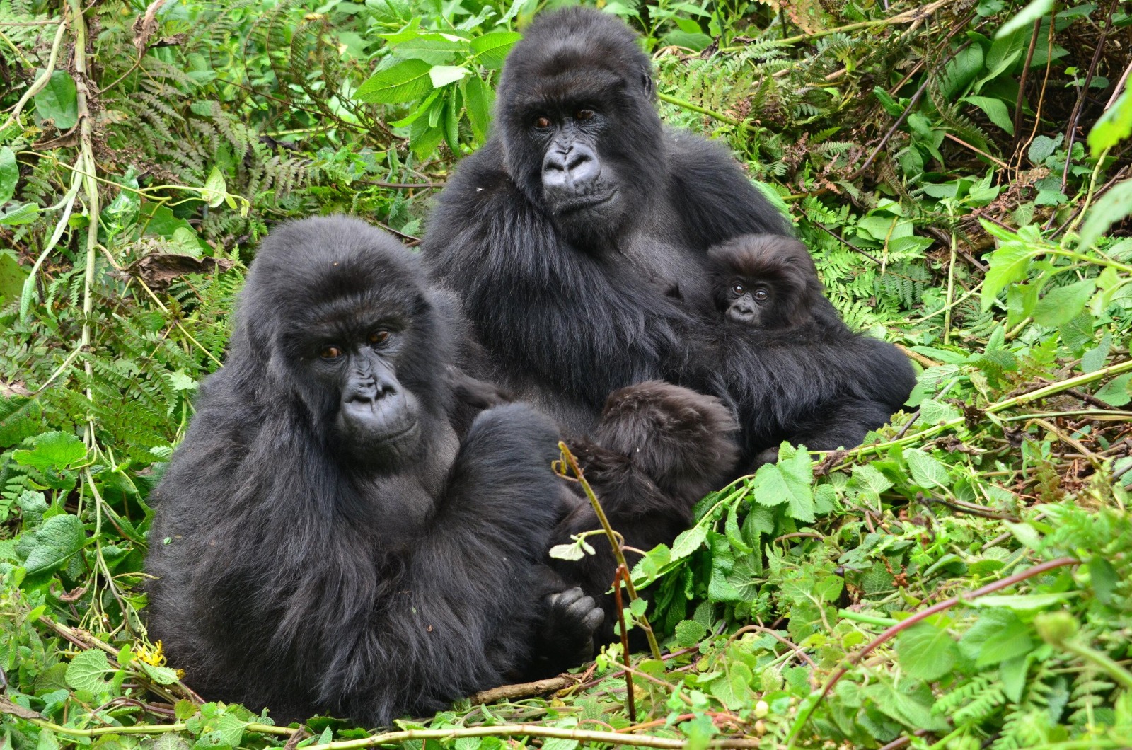 gorilla fam
