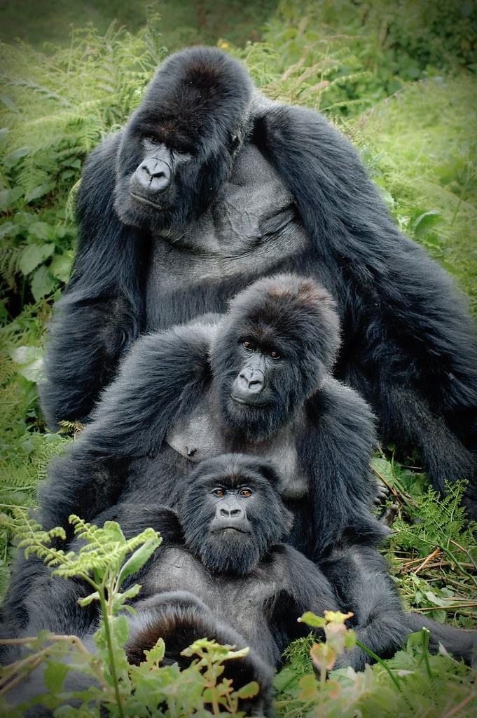 gorilla fam