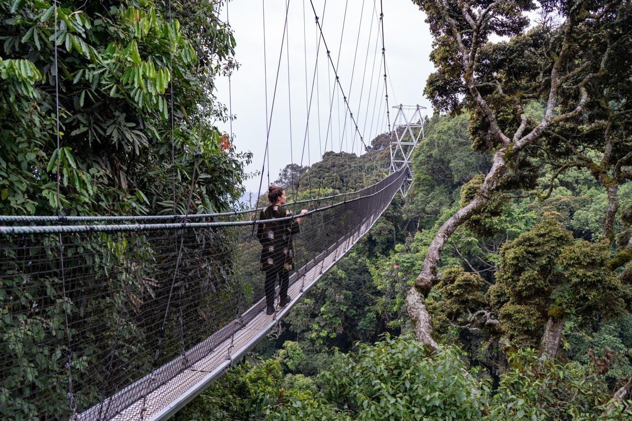 nyungwe canopy walk