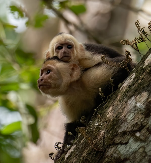 The Power of Primate Tourism