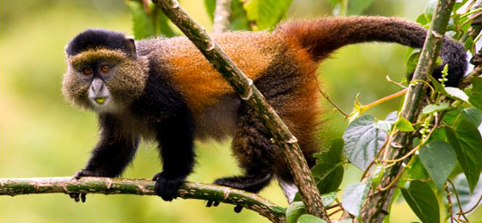 Golden Monkey Trekking in Rwanda Volcanoes National Park - Rwanda