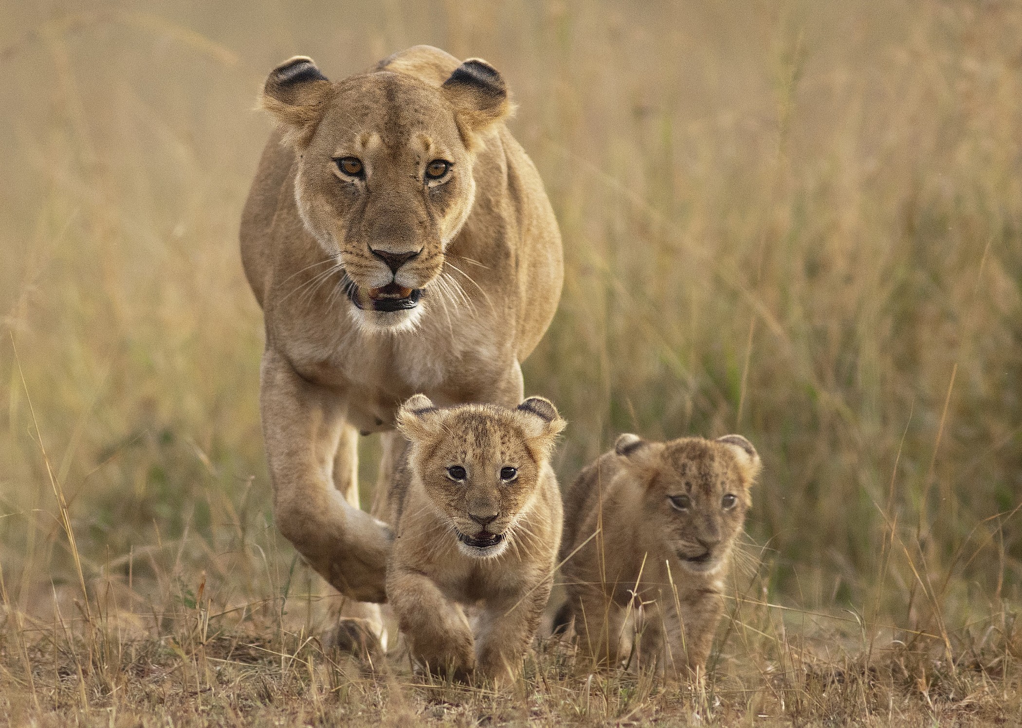 1-Day Akagera National Park Tour Big Five Safari From Kigali