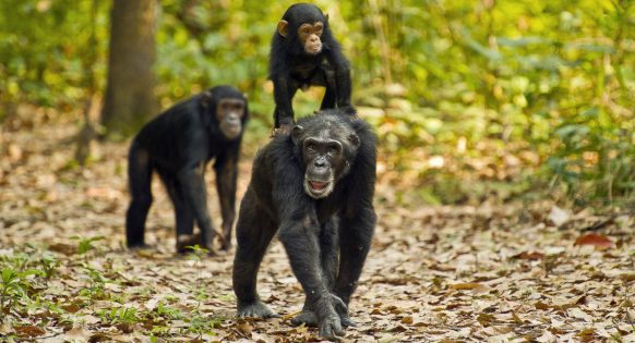 3 Days Chimpanzee Trekking Tour in Nyungwe National Park Rwanda | Best Primate Safari Experience