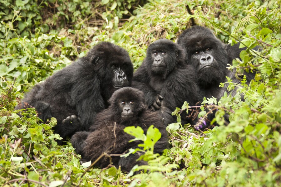 1-Day Mountain Gorilla Trekking Tour in Volcanoes National Park From Kigali  –Rwanda Gorilla  Safari Experience  