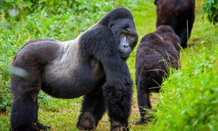 2 Days Rwanda Gorilla Trekking Safari in Volcanoes National Park – Ultimate Mountain Gorilla Adventure